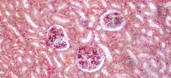 Histology department